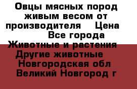 Овцы мясных пород живым весом от производителя. › Цена ­ 110 - Все города Животные и растения » Другие животные   . Новгородская обл.,Великий Новгород г.